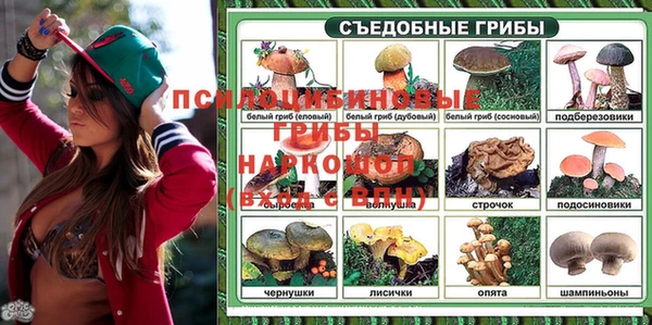 сатива Белокуриха